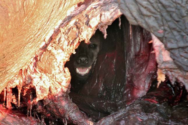Halott elefánt adott menedéket egy hiénának