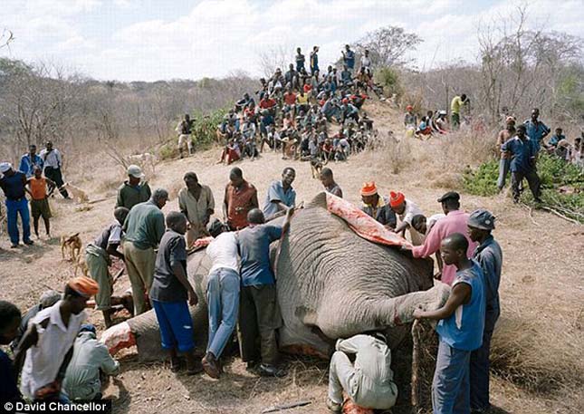 Egy halott elefánt az éhező zimbabwei emberek túlélését jelentheti