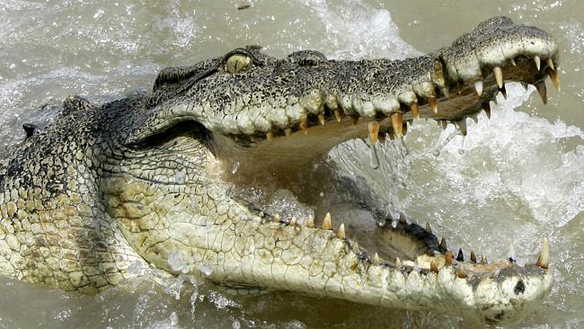 Emberi maradványokat találtak a krokodilban