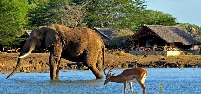 Megölték a világ legnagyobb elefántját
