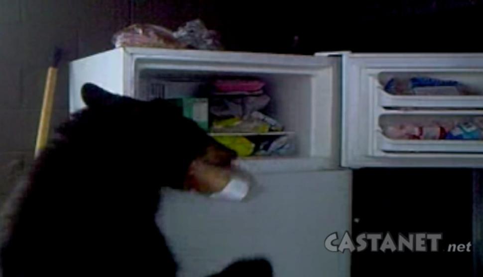 Medve rámolta ki a házaspár hűtőjét! – videó