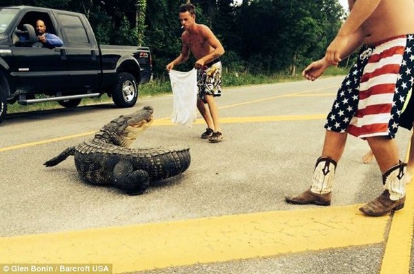 Részeg férfi aligátort akart leterelni az útról- nem kellett volna! Videó