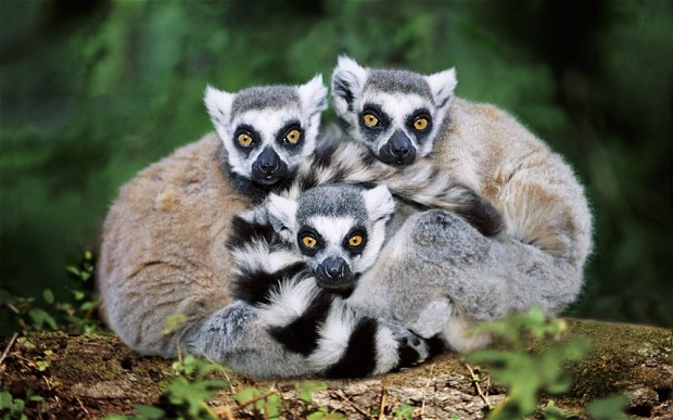 Az erdőirtás veszélyezteti a lemurokat