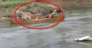 Bátor kutyus mentette meg a kenuban rekedt két kutyát! – elképesztő videó