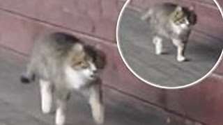  Íme, a díjlovagló macska - videó