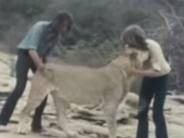 Christian a oroszlán, akit visszaengedtek a vadonban, majd 1 év után találkoztak vele gondozói- videó