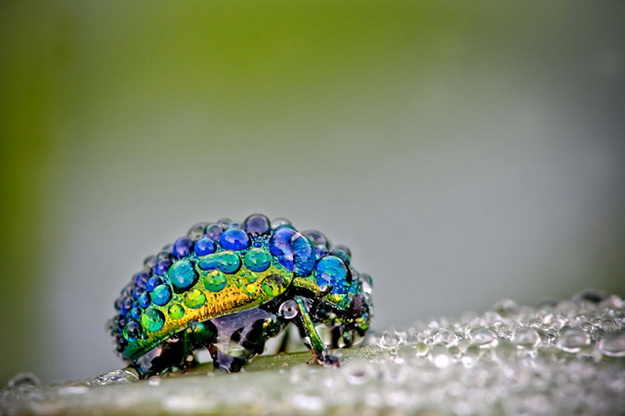 Lenyűgöző képek harmatcseppel borított bogarakról