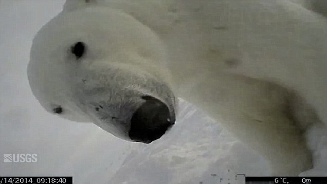 Ilyen a világ egy jegesmedve szemszögéből – videó
