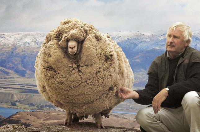 Így néz ki egy bárány, ha 6 évig nem nyírják - videó