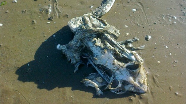 Bizarr szörny csontvázat mosott partra a víz – fotó