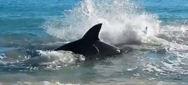 Haláltusát vívott a 4 méteres cápa, mert félrenyelte a fókát! - videó