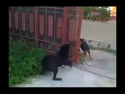 Így fenyegeti egymást két jól nevelt kutya – zseniális videó