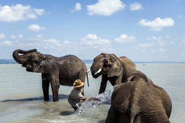 Három elefánt fürdőzött a magyar tengerben