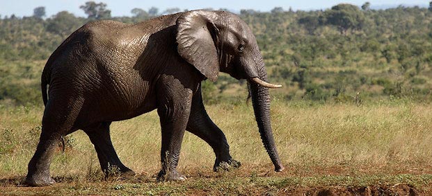 Felére csökkent az elefántok száma öt év alatt Mozambikban