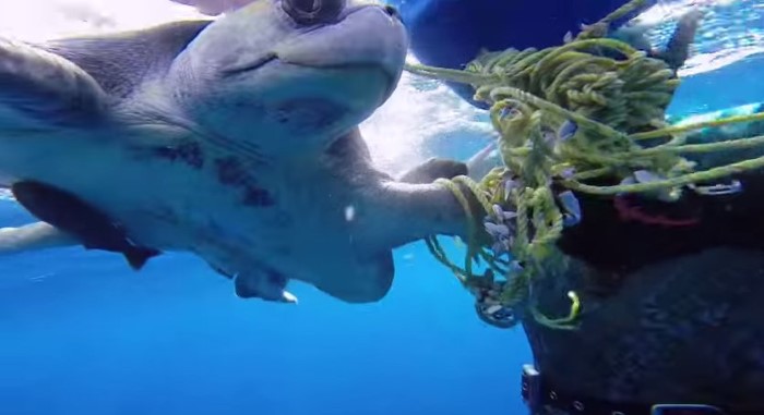Videó a hálás teknősről, aki megköszönte a búvárnak a segítséget