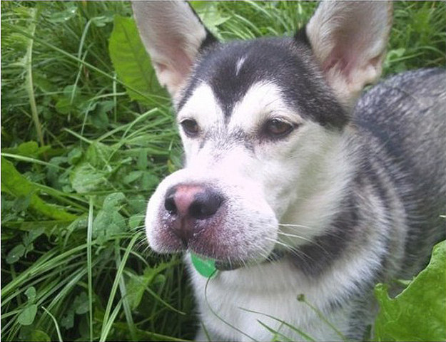 11 kutyus, aki egy életre megtanulta, hogy ne egyen darazsat! – fotók