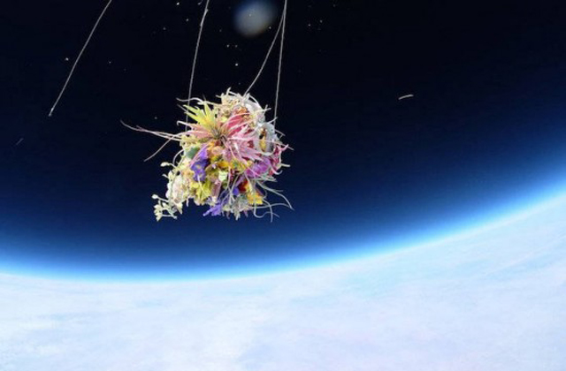 Varázslatos látvány: az űrben lebegnek a növények