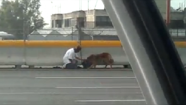 Életét kockáztatva mentette ki a kutyát a többsávos autópályáról! – videó