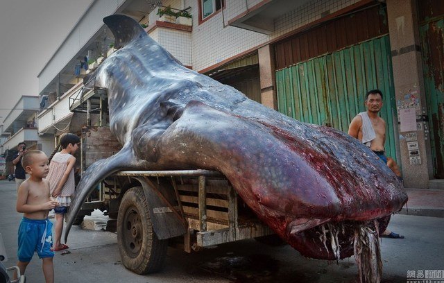 Giga cetszörnyet fogott egy kínai halász! – fotó