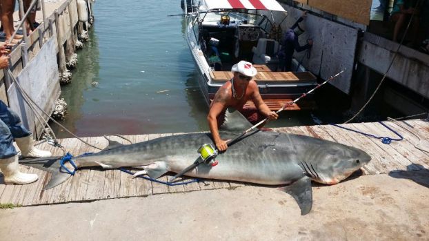 400 kilós cápát ajánlott fel a nélkülözőknek a halász! 