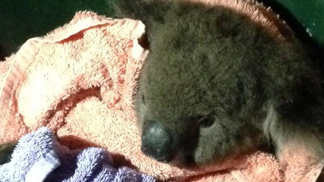 Így élesztették újra állatvédők az elgázolt koalát – videó
