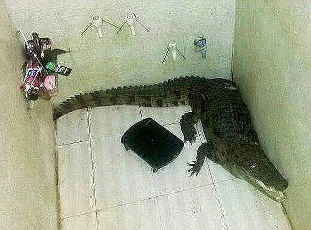 A férfi legnagyobb döbbenetére egy krokodil várt rá a zuhanyzóban