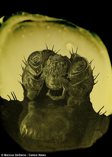 Parazita selfie-k a mikroszkóp alatt 