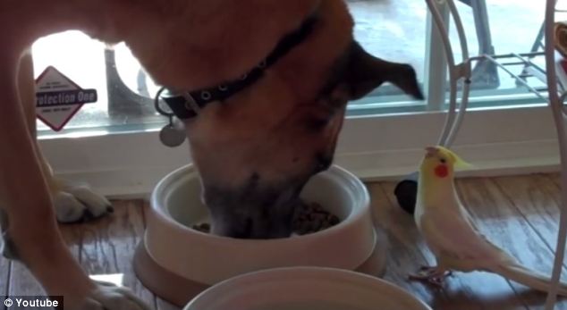 Vicces videó: egy papagáj szerenádozik az éppen vacsorázó kutyának