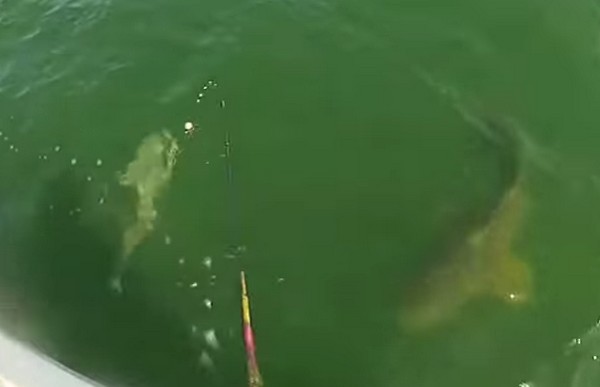 Óriás sügér rabolt rá a cápára- videó