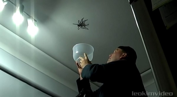 Hatalmas pók ugrott egy apára