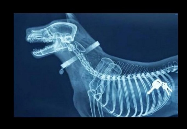 10 bizarr röntgenfelvétel- képek