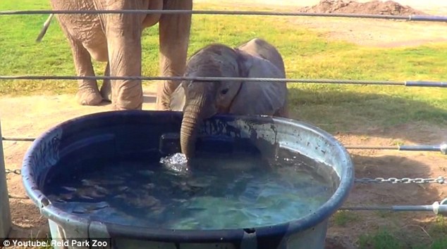A két hetes kis elefánt még nem tudja mit kezdjen az ormányával - így buborékokat fúj vele- videó