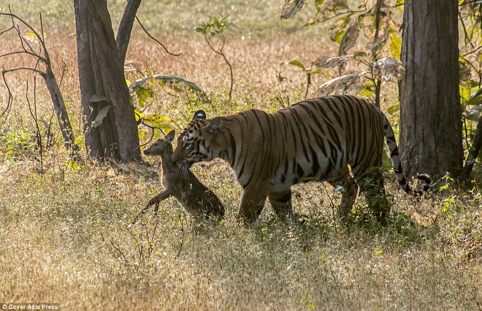 A terhes tigris anyuka elengedte az apró őzgidát élve! - miután játszott vele 