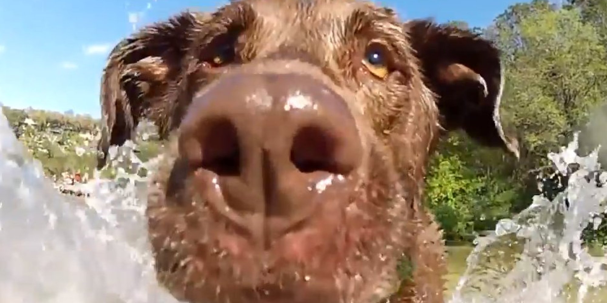 Cuki állatok, amelyek összetalálkoztak a GoPro-val – videó