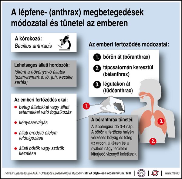 A lépfene- (anthrax) megbetegedések módozatai és tünetei az emberen