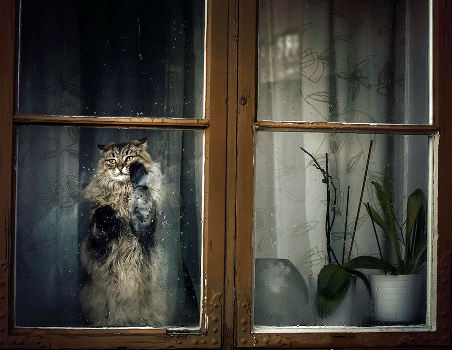 18 szépséges felvétel állatokról az ablakban