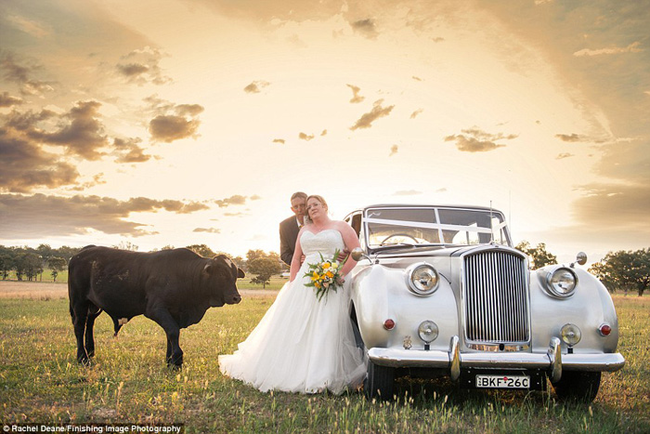 Így rondított bele egy bika a tökéletes esküvői képbe! - fotók