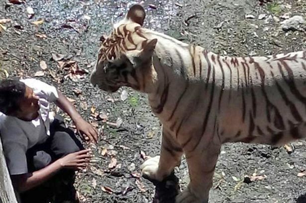 India: megölt egy 22 éves férfit a fehér tigris egy állatkertben - videó csak erős idegzetűeknek!