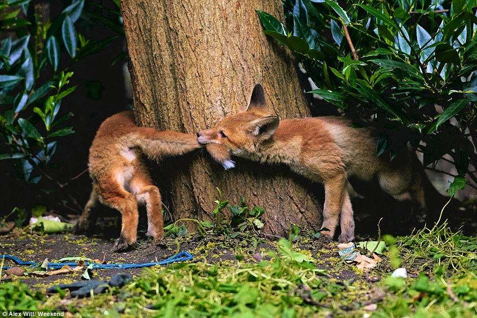 Nagy-Britannia vadon élő állatai - lenyűgöző fényképek 