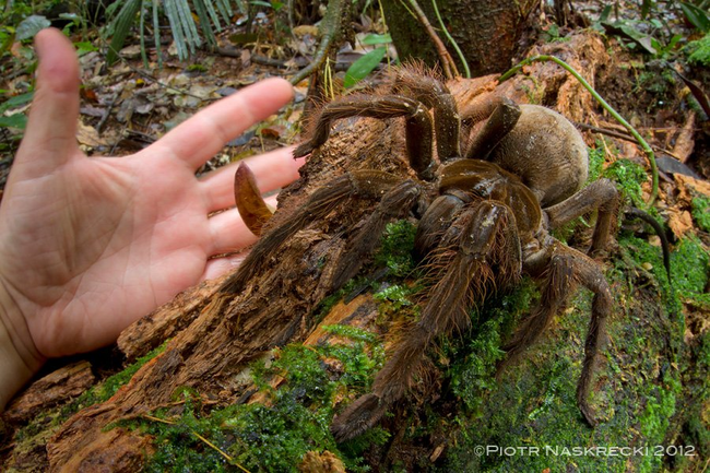 Szöcske helyett kiskutya nagyságú pókkal találkozott a rejtélyes erdőben
