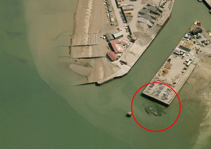 15 méteres titokzatos óriásrákot fotóztak Angliában? - képek