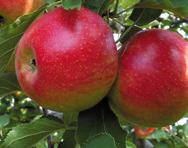 Alma terméktanács - Nem történt semmilyen intézkedés az almaválság enyhítésére