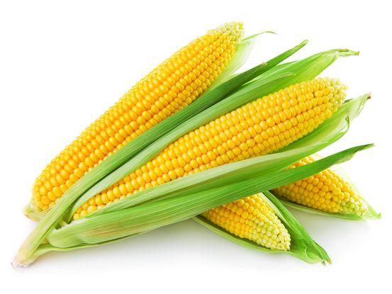 Jó kukoricatermés várható