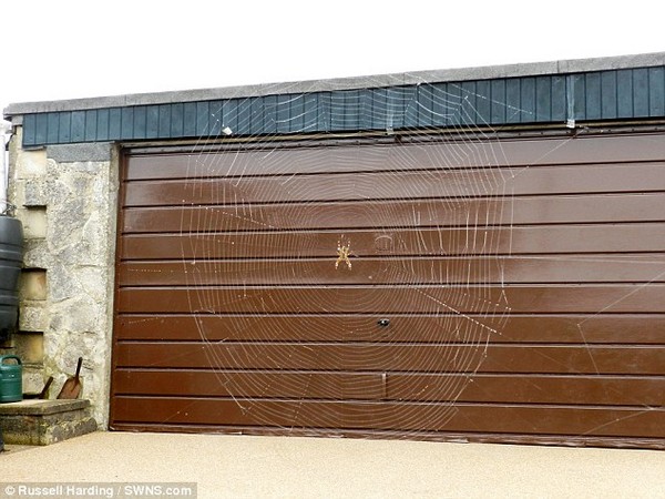 Beszőtte a garázskaput egy éjszaka alatt a pók