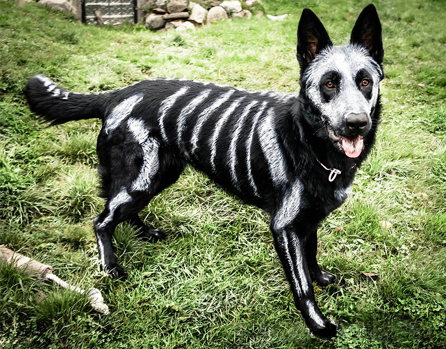 Arcfestéket használnak állatok átváltoztatására Halloweenkor