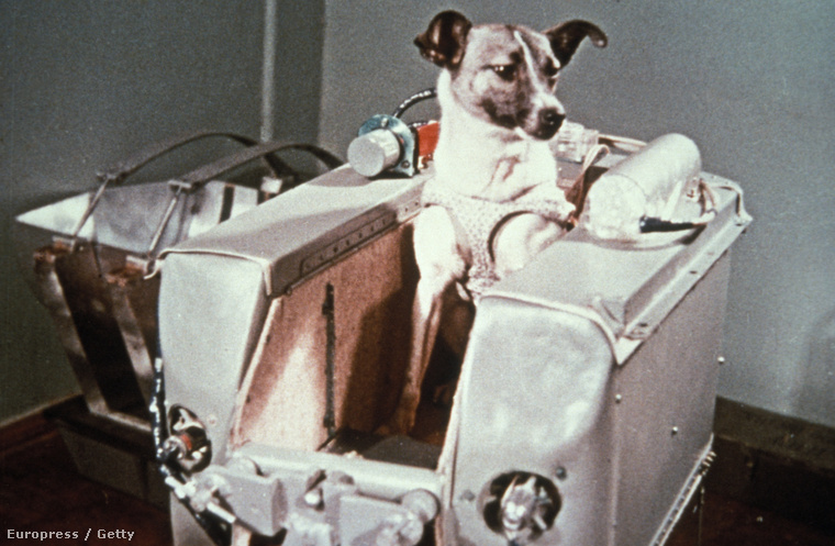 Ez történt valójában az űrbe fellőtt Lajka kutyával!