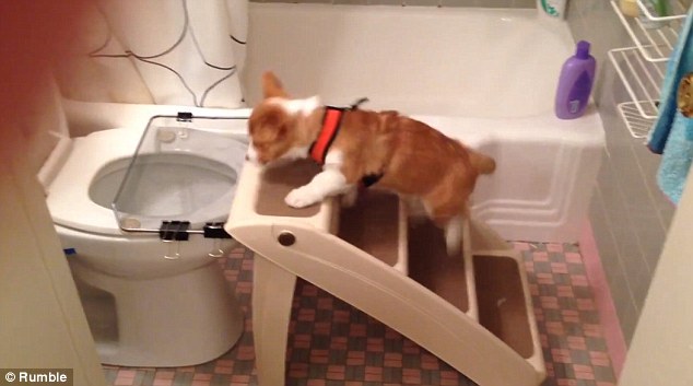 A kölyök kutyát megtanították arra, hogyan használja a WC-t - videó