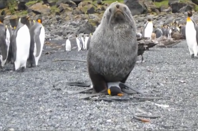 Fóka erőszakolt pingvint az Antarktiszon - videó
