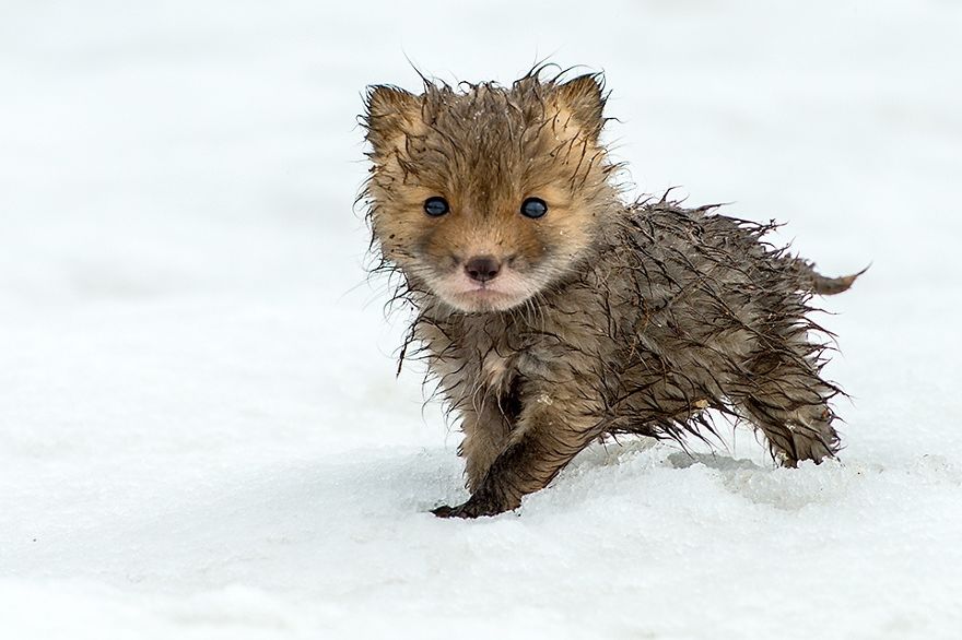 Egy orosz bányász csodálatos képeket készít rókákról