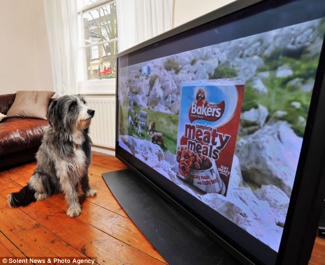 Tévécsatornát kapnak a kutyák Németországban